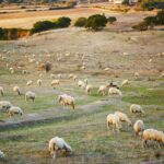 qualenergia-it-moratoria-sarda-contro-rinnovabili-grave-passo-falso