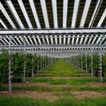 qualenergia-it-intervista-alessandra-scognamiglio-agrivoltaico-iea-ok