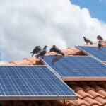 qualenergia-it-piccioni-pannelli-solari-rischi-guano-ok