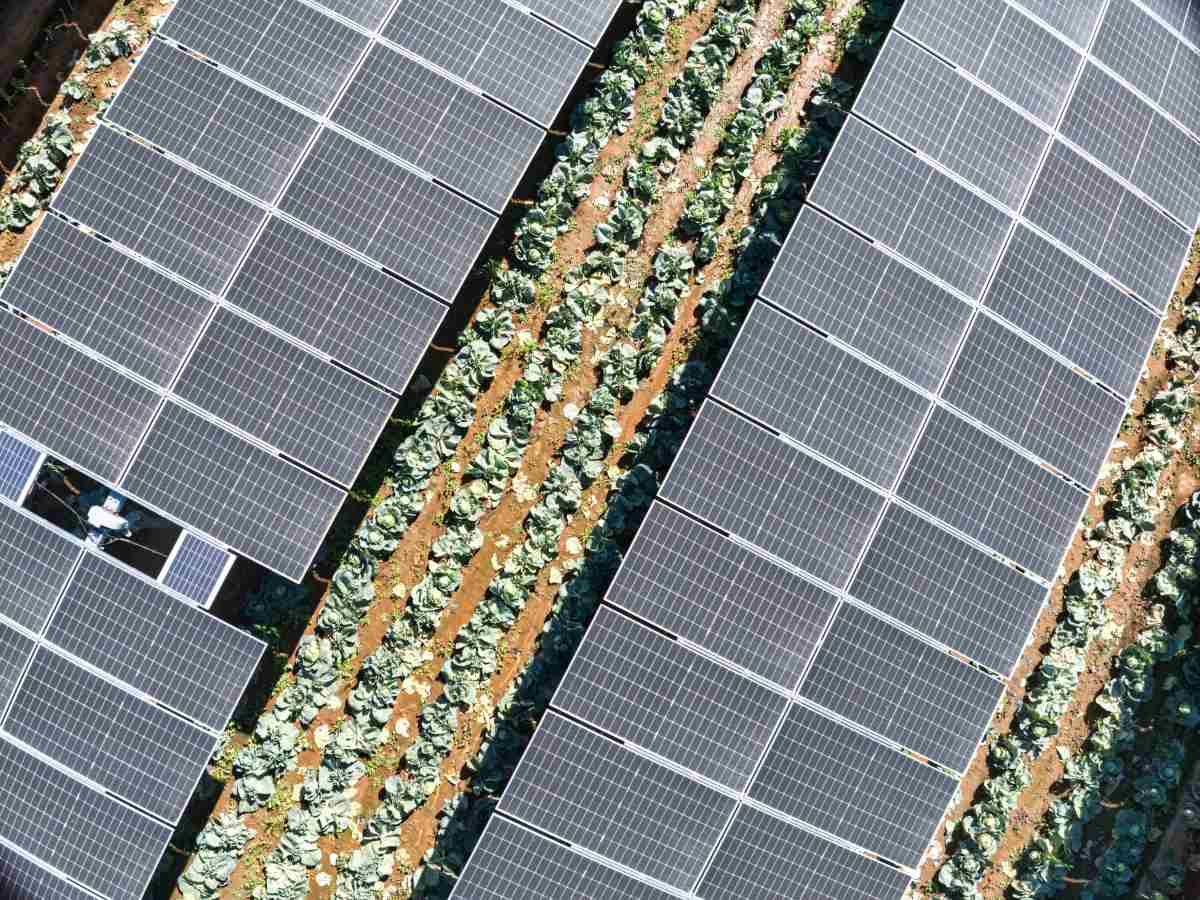 Agrivoltaico: dove funziona meglio nel mondo